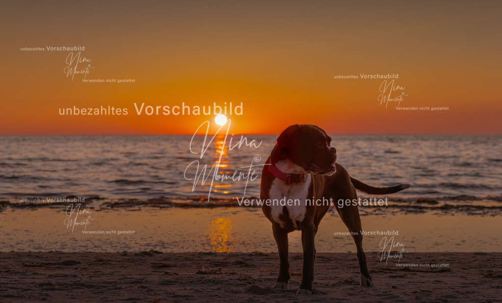 _16A6341-1 | Einzigartige Fotos von Hunden & Menschen –Actionfotos, Portraits, Vereinsaufnahmen & Paarshootings – authentisch, lebendig & mit Herz.