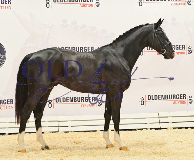 31 DE418180171620 HM Tobago Z - Converter - Argentinus_b | <meta name="description" content="★Offizieller Merchandise und Foto-/Videostore des Oldenburger Verbandes.★ ✅Jetzt auch digital Ausdrucke erhältlich." />
<meta name="keywords" content="Merchandise Foto-/Videostore Oldenburger Verband Photographie 