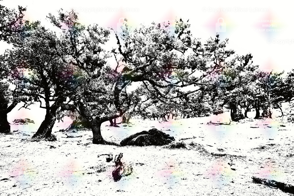 Fanal Monochromie 10 | Die Bizarr gewachsene Lorbeerbäume von Fanal auf der Insel Madeira Fotogarfiert im Binären Monochrom 