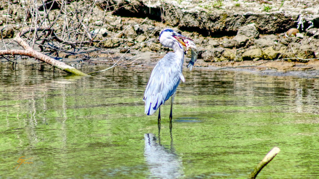 Reiher mit Fisch | www-pimpup-me - Realisiert mit Pictrs.com