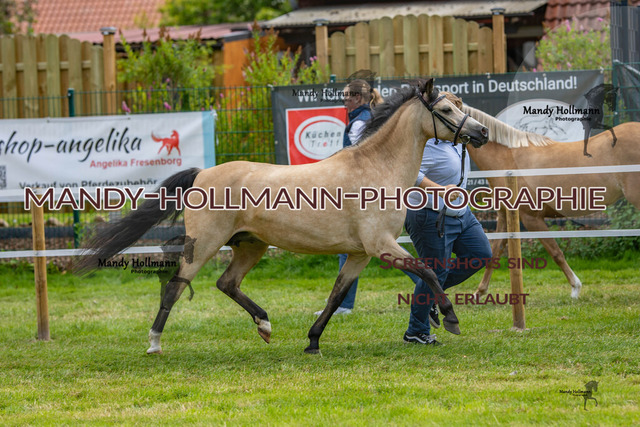 IG WELSH VM 2024-498 | mandyhollmannphotographie