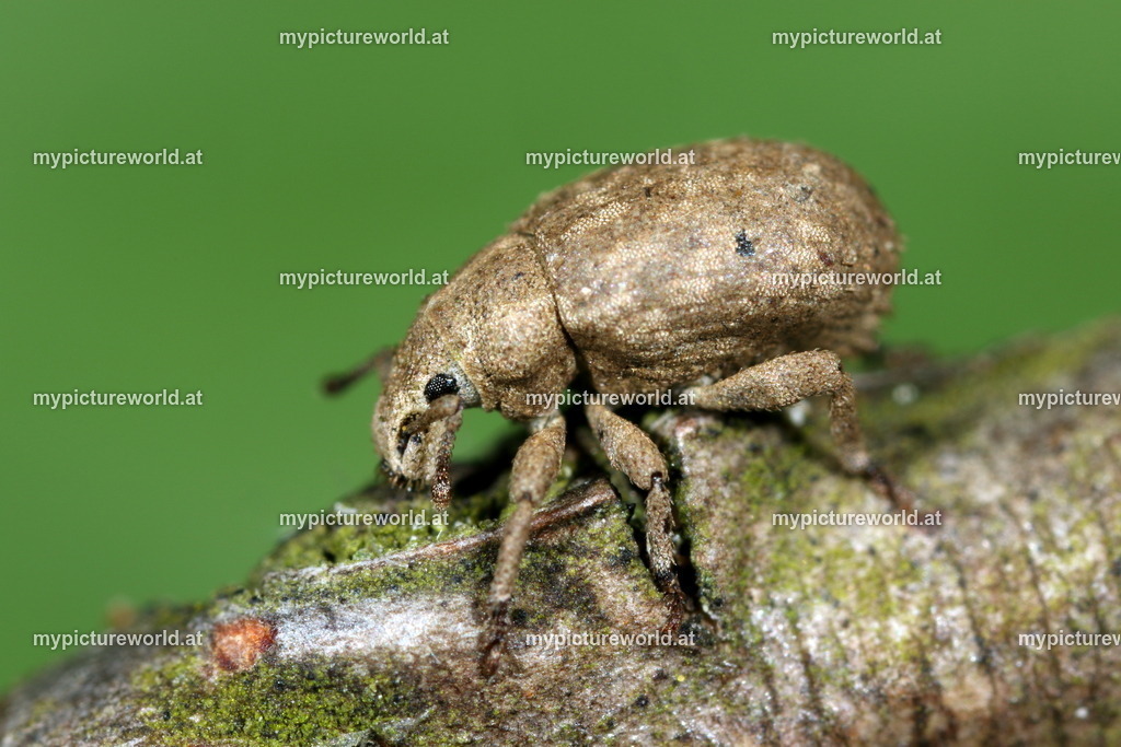 Trachyphloeus bifoveolatus-002 | Das Bilderarchiv über Tiere, Planzen und Landschaften. In der Bilddatenbank finden Sie ein große Auswahl an hochwertigen Bilder für Ihre Werbung - Realisiert mit Pictrs.com