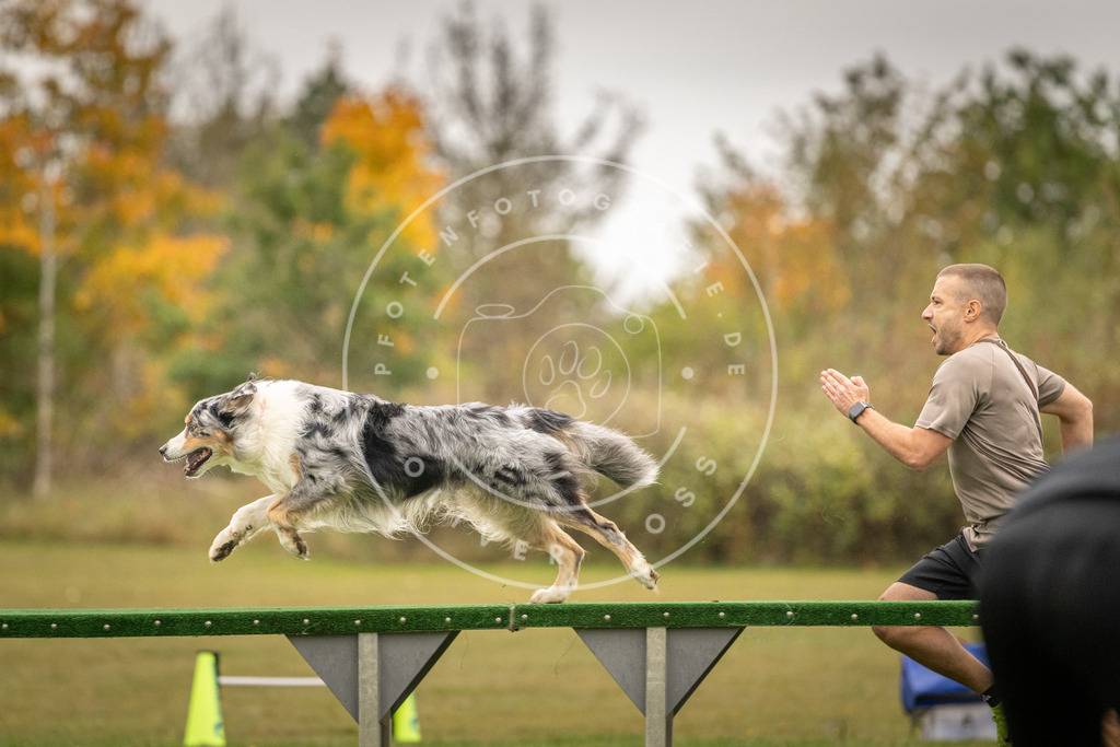 Pfotenfotografie_DV3A7350 | Hundefotografie, Tierfotograf, Pfotenfotografie, Fotoshooting Hund, Hunde Portrait, Hundesport, Hundeportraits, Heideshooting, Hunde, Sportfotograf, Hundefotograf, Turnierhundsport, THS,  - Realisiert mit Pictrs.com