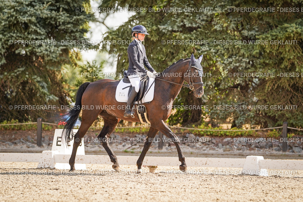 DSC00797 | Pferdegrafie