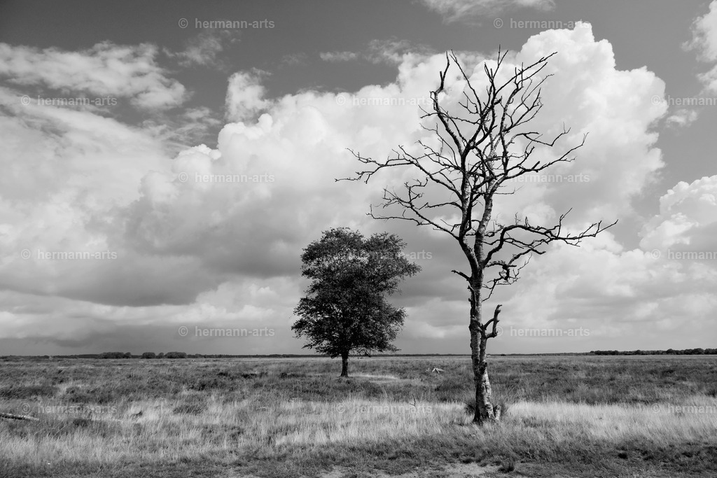 Trees_fine_Art_0057 | Photo Foto Kunst Art schwarzweiss Bilder Rheine Münster Berlin Blumen 