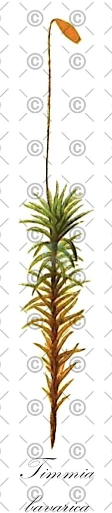 HistAbb_wfo-0000626552_1_ENZY_Simple | Historische Abbildung von Timmia bavarica - Timmiaceae | Historical Illustration of Timmia bavarica - Timmiaceae