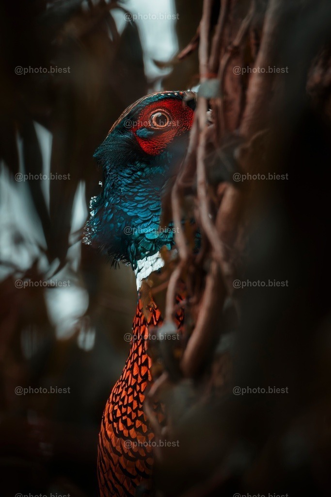 IMGC9827-2 | photobiest - Realisiert mit Pictrs.com