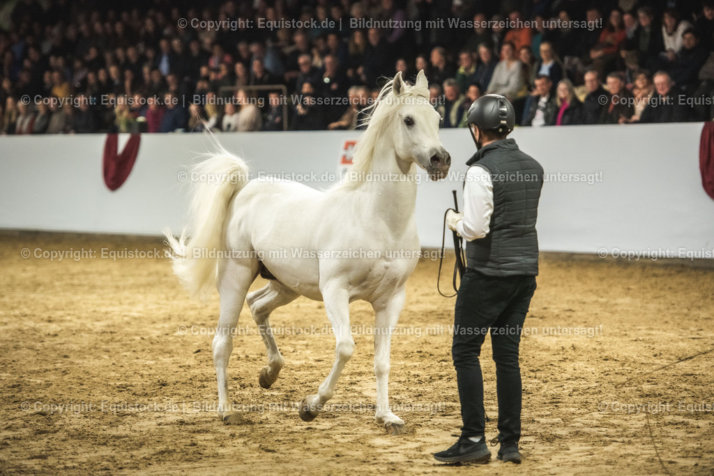 20240302_Hengstvorstellung_Marbach_TOMsPiC_1175 | equistock