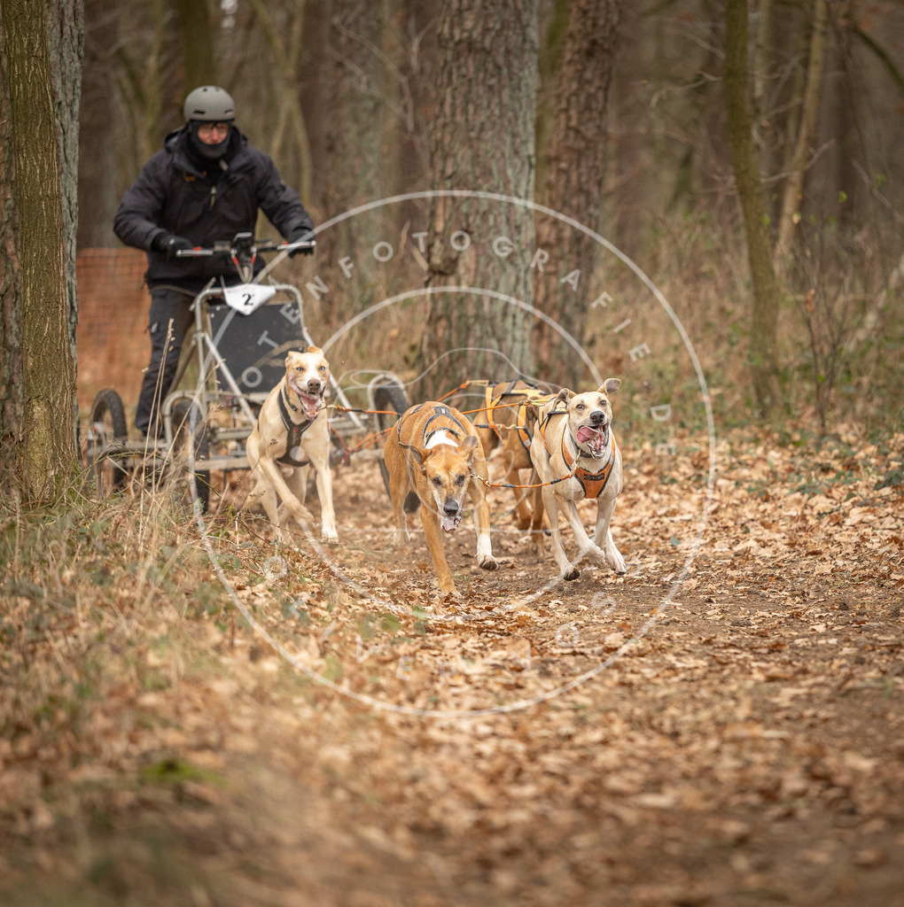 Pfotenfotografie_DV3A8617 | Hundefotografie, Tierfotograf, Pfotenfotografie, Fotoshooting Hund, Hunde Portrait, Hundesport, Hundeportraits, Heideshooting, Hunde, Sportfotograf, Hundefotograf, Turnierhundsport, THS,  - Realisiert mit Pictrs.com