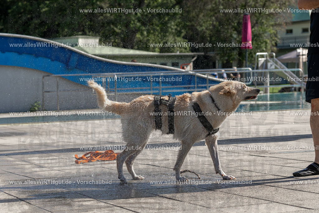 Hundeschwimmen_Volksbad_2026-allesWIRTHgut_Tierfotografie-2609061554-FAY07331 | Professionelle Tierfotografie in Mönchengladbach von Daniel Wirth (allesWIRTHgut). Liebevolle & natürliche Bilder von Hunden & Katzen für unvergessliche Erinnerungen.