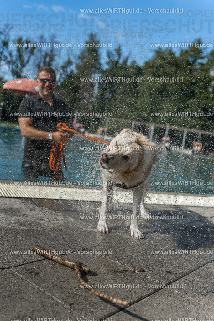 Hundeschwimmen_Volksbad_2026-allesWIRTHgut_Tierfotografie-2609061544-7R501766 | Professionelle Tierfotografie in Mönchengladbach von Daniel Wirth (allesWIRTHgut). Liebevolle & natürliche Bilder von Hunden & Katzen für unvergessliche Erinnerungen.
