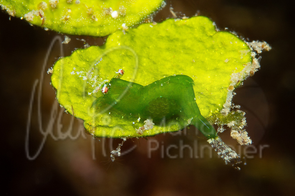 Hippolyte leptocerus | marpic - Realisiert mit Pictrs.com