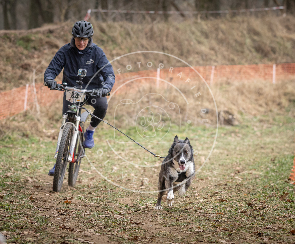 Pfotenfotografie_DV3A5725 | Hundefotografie, Tierfotograf, Pfotenfotografie, Fotoshooting Hund, Hunde Portrait, Hundesport, Hundeportraits, Heideshooting, Hunde, Sportfotograf, Hundefotograf, Turnierhundsport, THS,  - Realisiert mit Pictrs.com