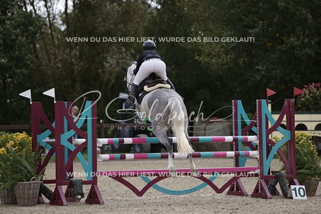 1J2A1684Nicola Schweiger_ Kam__ Kn559_ Havekost | Foto- und Videografie für alles rund ums Pferd. Hochwertige Bilder und Videos vom Spring- und Dressurreiten, Voltigieren & mehr. Jetzt aktuelle Veranstaltungen und Preise im Shop ansehen. - Realisiert mit Pictrs.com
