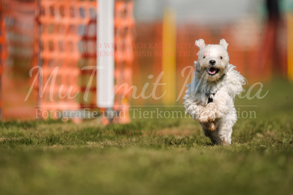 20250928_Hunderennen-620 | MuT (Mensch und Tier) mit Mona - Fotografie und Tierkommunikation - Realisiert mit Pictrs.com