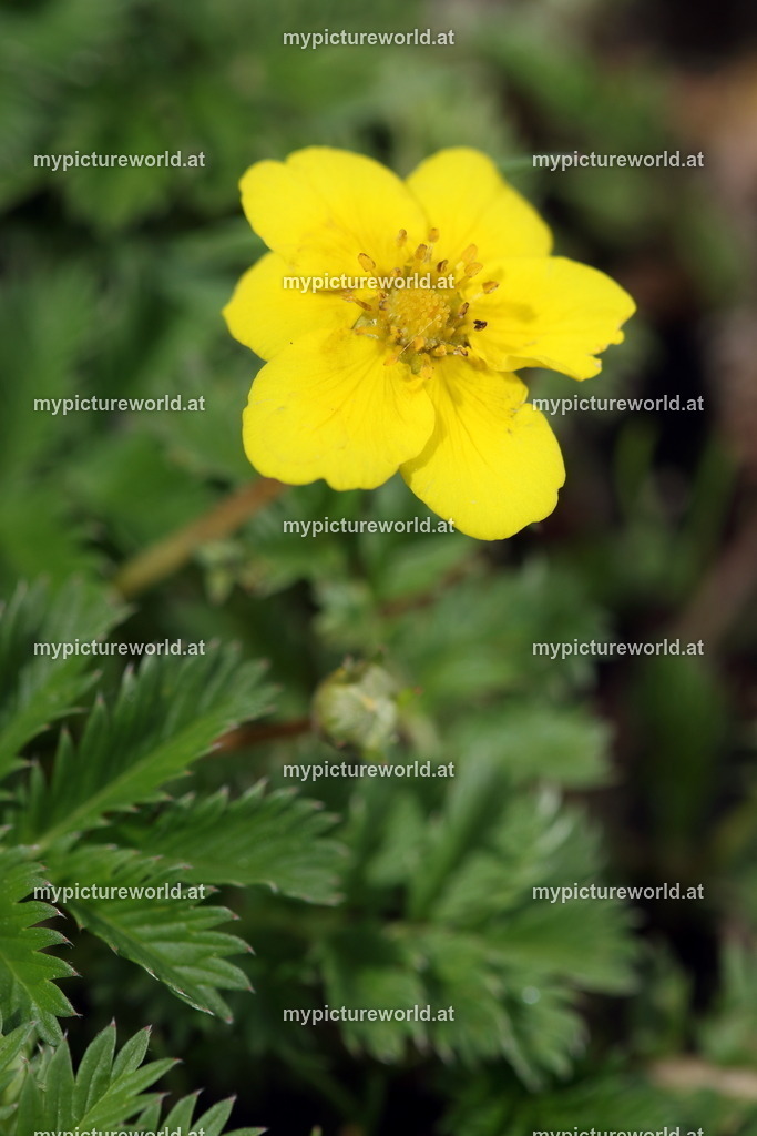 Gänsefingerkraut-005 | Das Bilderarchiv über Tiere, Planzen und Landschaften. In der Bilddatenbank finden Sie ein große Auswahl an hochwertigen Bilder für Ihre Werbung - Realisiert mit Pictrs.com