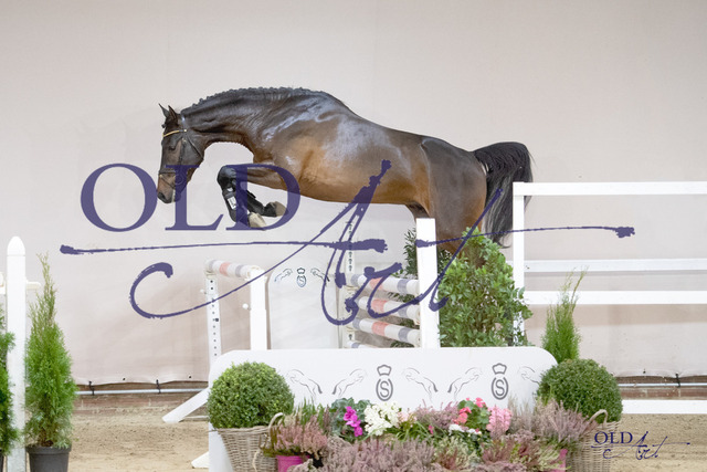 Dubliner - Leovisto _ Ramirado 109 DE421000054321 DSC_5253_s | <meta name="description" content="★Offizieller Merchandise und Foto-/Videostore des Oldenburger Verbandes.★ ✅Jetzt auch digital Ausdrucke erhältlich." />
<meta name="keywords" content="Merchandise Foto-/Videostore Oldenburger Verband Photographie 