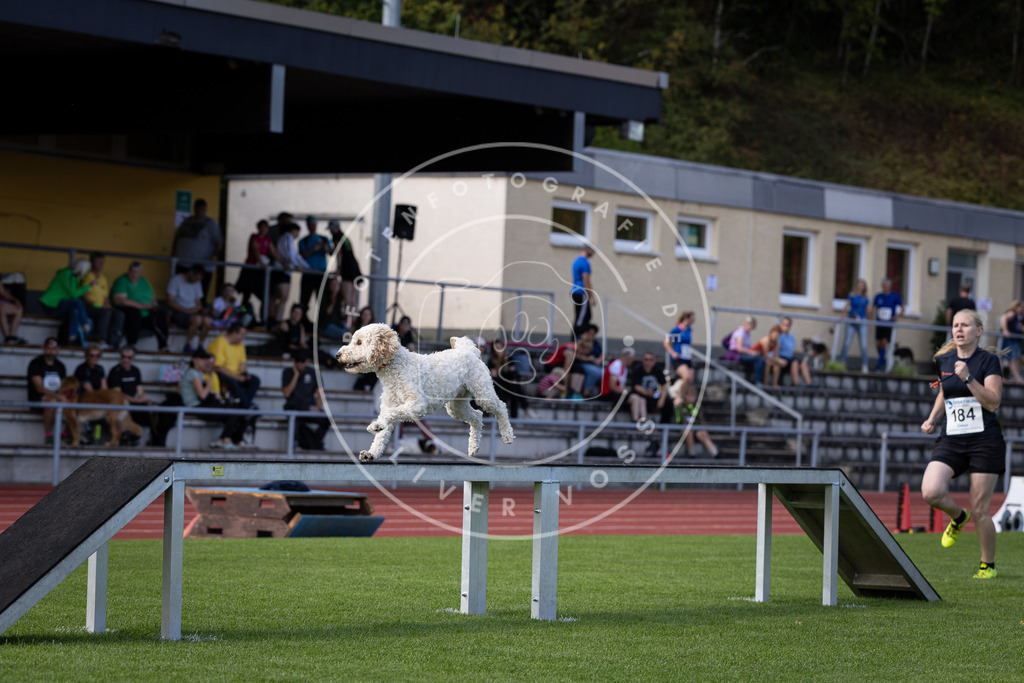 Pfotenfotografie_DV3A0335 | Hundefotografie, Tierfotograf, Pfotenfotografie, Fotoshooting Hund, Hunde Portrait, Hundesport, Hundeportraits, Heideshooting, Hunde, Sportfotograf, Hundefotograf, Turnierhundsport, THS,  - Realisiert mit Pictrs.com