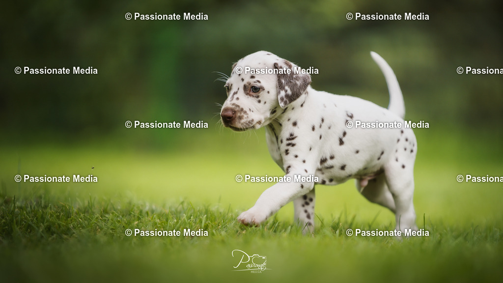 DSC05072 | Passionate Media, dein Fotograf aus Brandenburg, Märkisch Oderland, im Bereich Motorsport, Autos und Motorräder sowie Events und auch Hunde. Shootings oder auch Eventbegleitungen können bei mir gebucht we