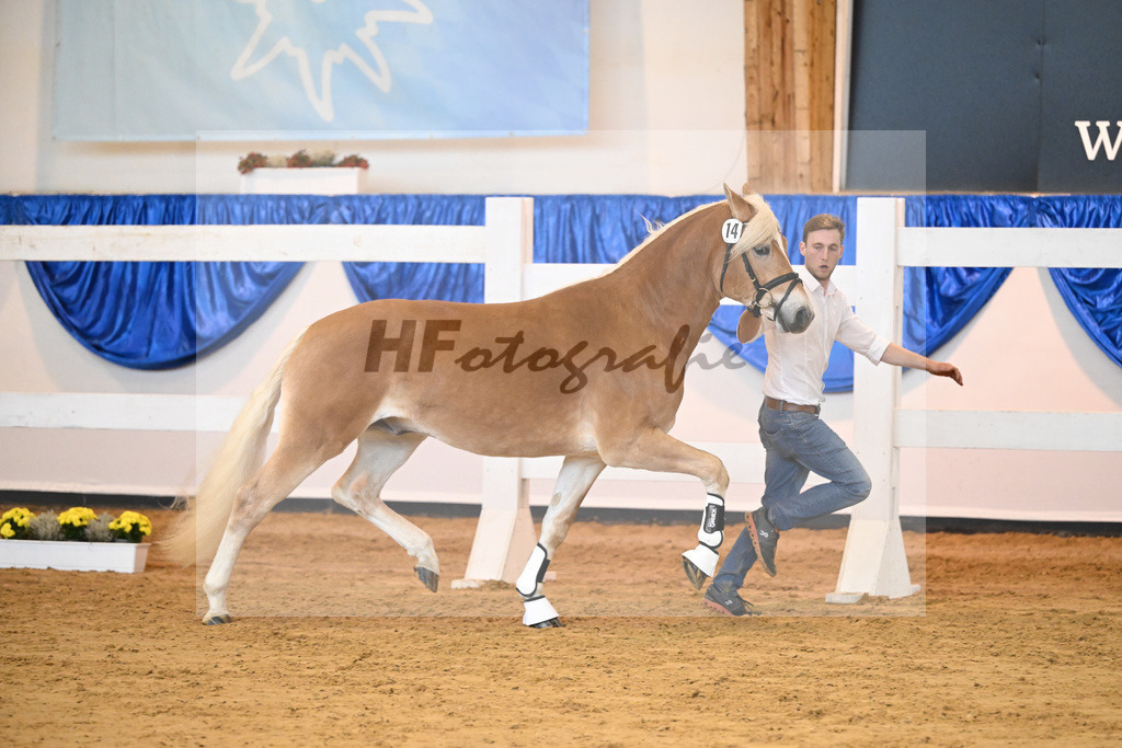 Kat-Nr. 14 Ariat v. Adonis_Dittrich_60220188 | hf-fotografie - Realisiert mit Pictrs.com