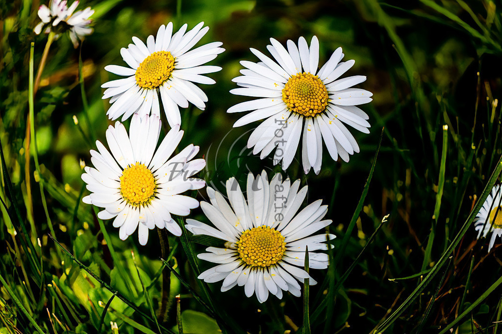 2023_04_22_7458 | Frank Herberich Fotografie, Frank Herberich, Fotografie, Hochzeit, Portrait, St. Peter Ording, Ording, Westerhever, Nordsee, Frank Fotografie, Hardheim,  Odenwald,Walldürn, Band,Eventfotografie - Realisiert mit Pictrs.com