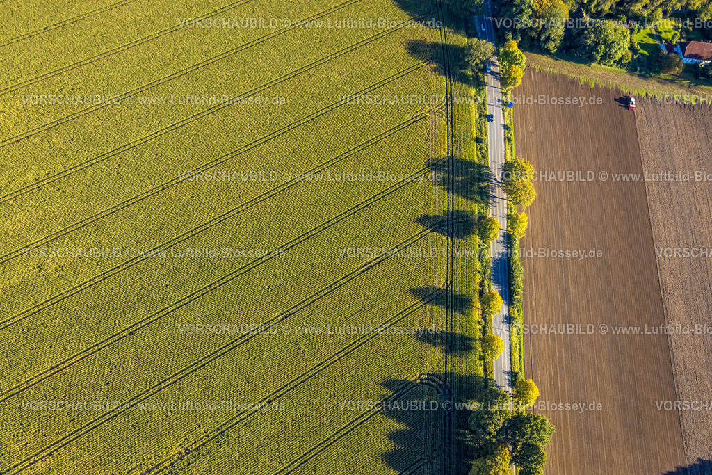 Bergkamen241006515Maiwald | Luftbild, dreieckige Baumgruppe auf einem Feld an der Lünener Straße, Acker, Feld, Baumgruppe, Landwirtschaft, Weddinghofen, Bergkamen, Ruhrgebiet, Nordrhein-Westfalen, Deutschland