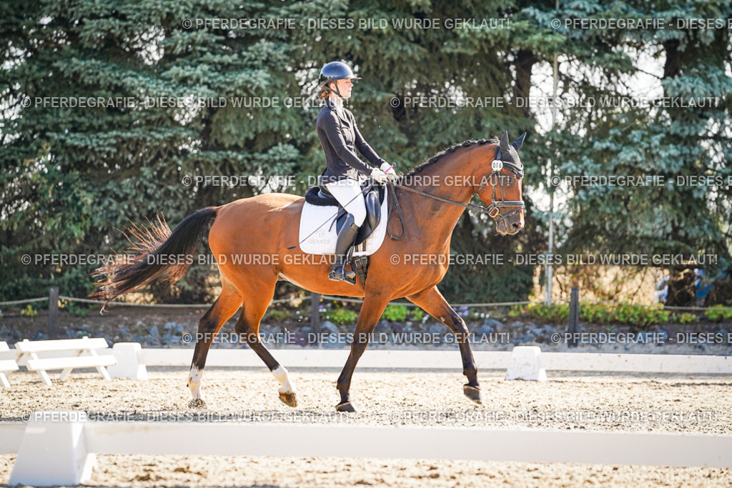 DSC09783 | Pferdegrafie