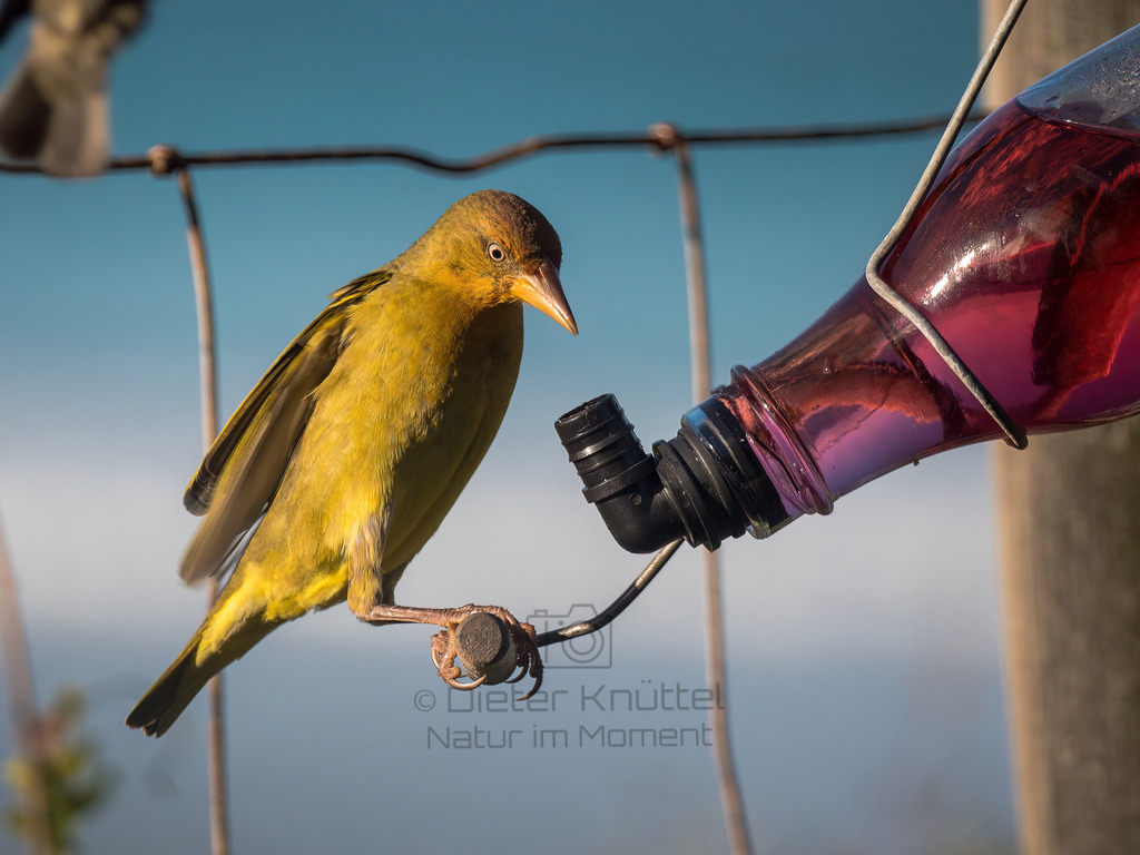 PANA3510-Bearbeitet-2017-LR | Natur im Moment - Realisiert mit Pictrs.com