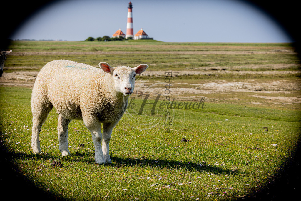 St. Peter Ording | St. Peter Ording - Realisiert mit Pictrs.com