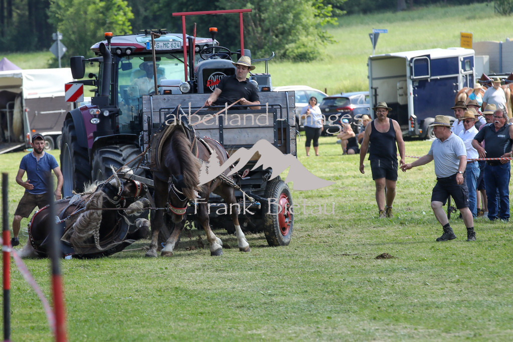OE7A9472 | Pferd stürzt beim ziehen, bleibt aber unverletzt