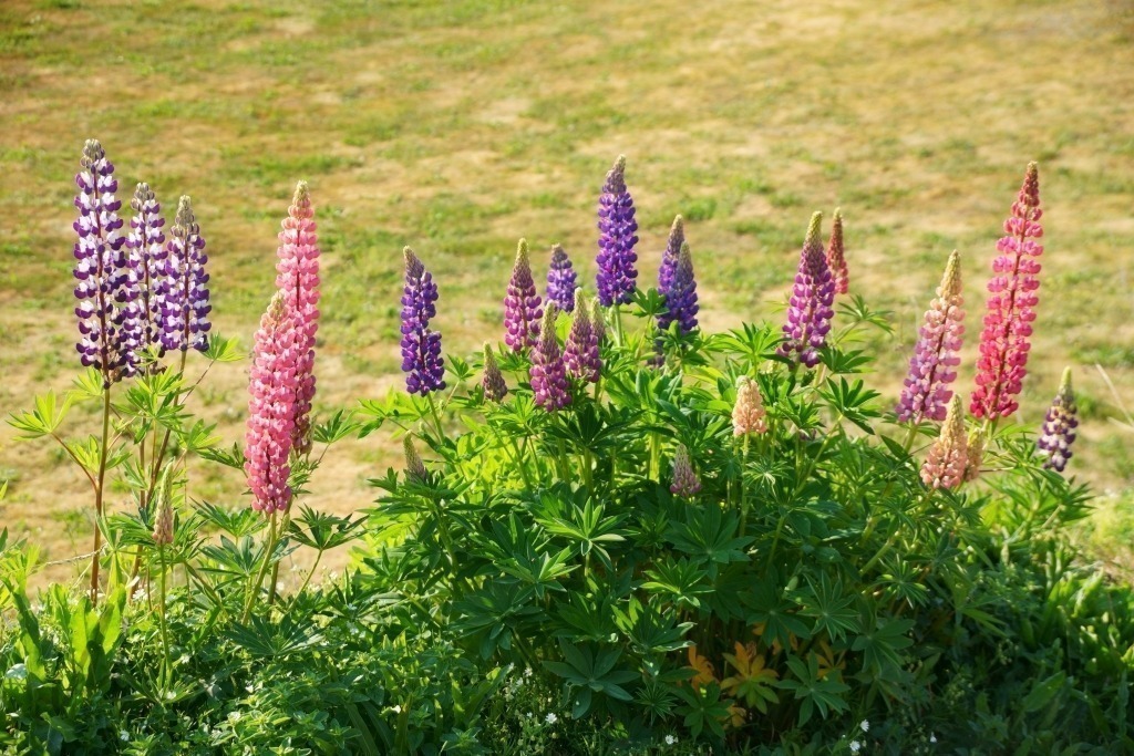 Lupinen in Gärsnäs | Lupinen in Gärsnäs - Realisiert mit Pictrs.com