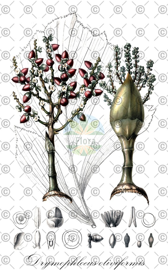 HistAbb_wfo-0001422027_1_ENZY_Simple | Historische Abbildung von Drymophloeus oliviformis - Arecaceae | Historical Illustration of Drymophloeus oliviformis - Arecaceae