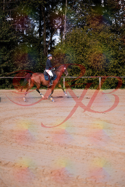2026_10_03_Siefer-Hof_145627_Z81_37535830 | Professionelle Reitsport-, Turnier- und Eventfotografie von Robert Broda. Galerien mit ausgewählten und bearbeiteten Bildern direkt online ansehen und bestellen.
