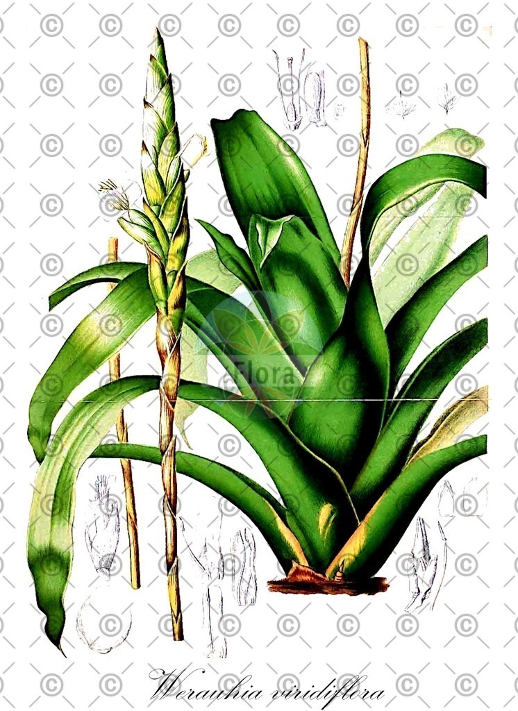HistAbb_wfo-0000003642_2_ENZY_Simple | Historische Abbildung von Werauhia viridiflora - Bromeliaceae | Historical Illustration of Werauhia viridiflora - Bromeliaceae