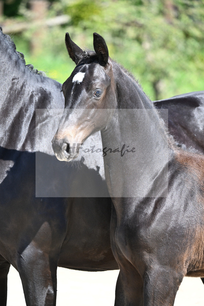 Escaneno x Negro_HF_Eder_10250048 | hf-fotografie - Realisiert mit Pictrs.com