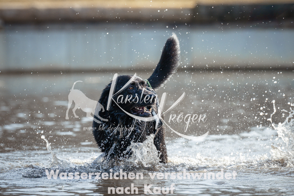 1102_ZZ91785 | kk-dogfotos