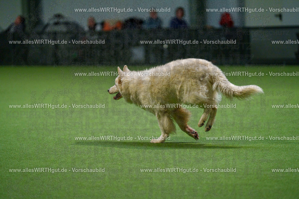 7R500187 | Professionelle Tierfotografie in Mönchengladbach von Daniel Wirth (allesWIRTHgut). Liebevolle & natürliche Bilder von Hunden & Katzen für unvergessliche Erinnerungen.