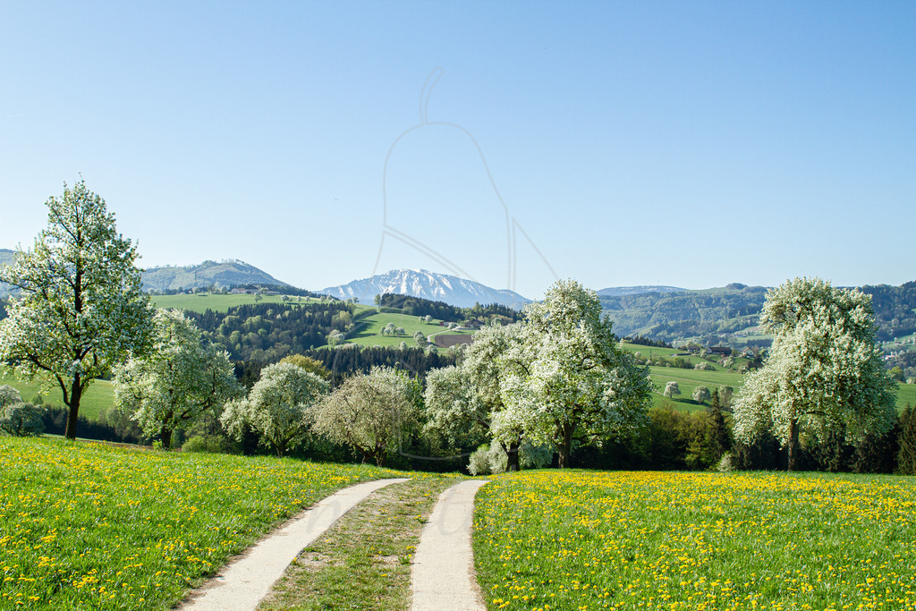 Birnbaumbluete_Mostviertel_Mostdirn_Irmgard_Wieser-8475 | Ihre Fotografin im Lungau, ihre Fotografin im Mostviertel, Wandbilder Onlineshop, Imagefotos für Ihr Unternehmen,  - Realisiert mit Pictrs.com