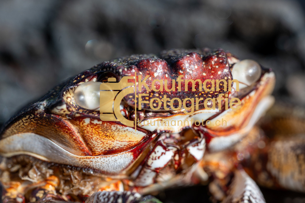 Cueva_La_Vaca_Tenerife_def-4592 | kaufmannfoto - Realisiert mit Pictrs.com