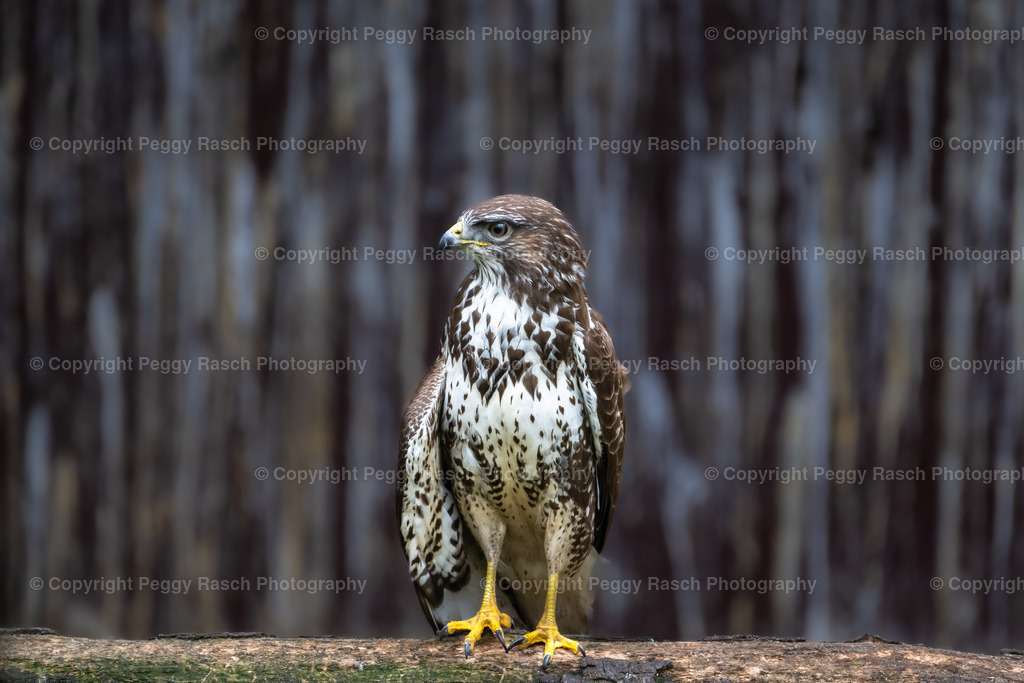 Vogelpark_Niendorf_April_2023 (17) | PeggyRaschPhotography - Realisiert mit Pictrs.com