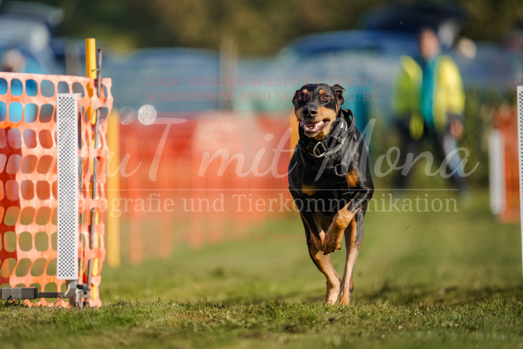 20250928_Hunderennen-46 | MuT (Mensch und Tier) mit Mona - Fotografie und Tierkommunikation - Realisiert mit Pictrs.com