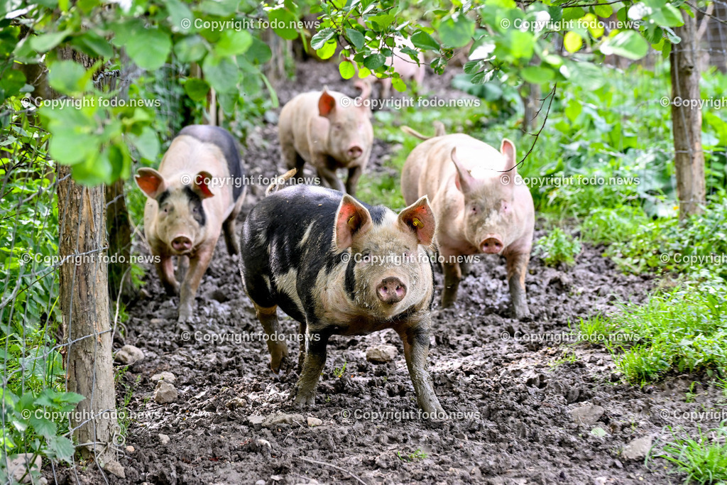 Bauernhof_ Landwirtschaft_ 08.05.2024-15 | 08.05.2024, Thening, AUT, Landwirtschaft, Bauernhof, im Bild Schweine, Schwein, Tiere, Nutztiere, Freilandhaltung