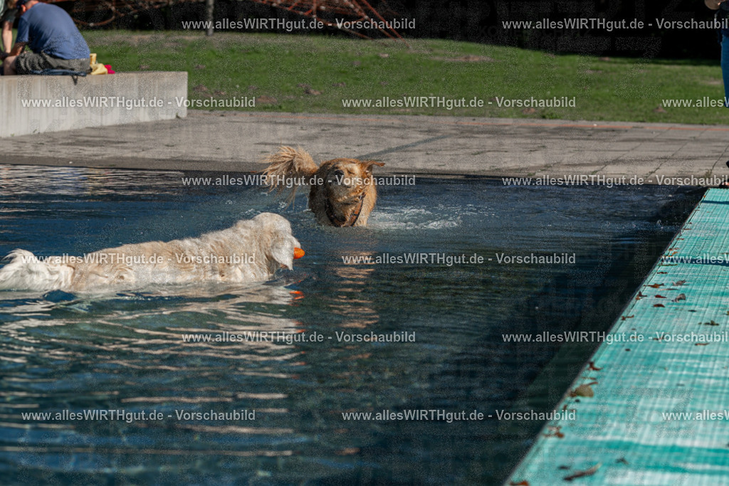 Hundeschwimmen_Volksbad_2026-allesWIRTHgut_Tierfotografie-2609061058-FAY06069 | Professionelle Tierfotografie in Mönchengladbach von Daniel Wirth (allesWIRTHgut). Liebevolle & natürliche Bilder von Hunden & Katzen für unvergessliche Erinnerungen.