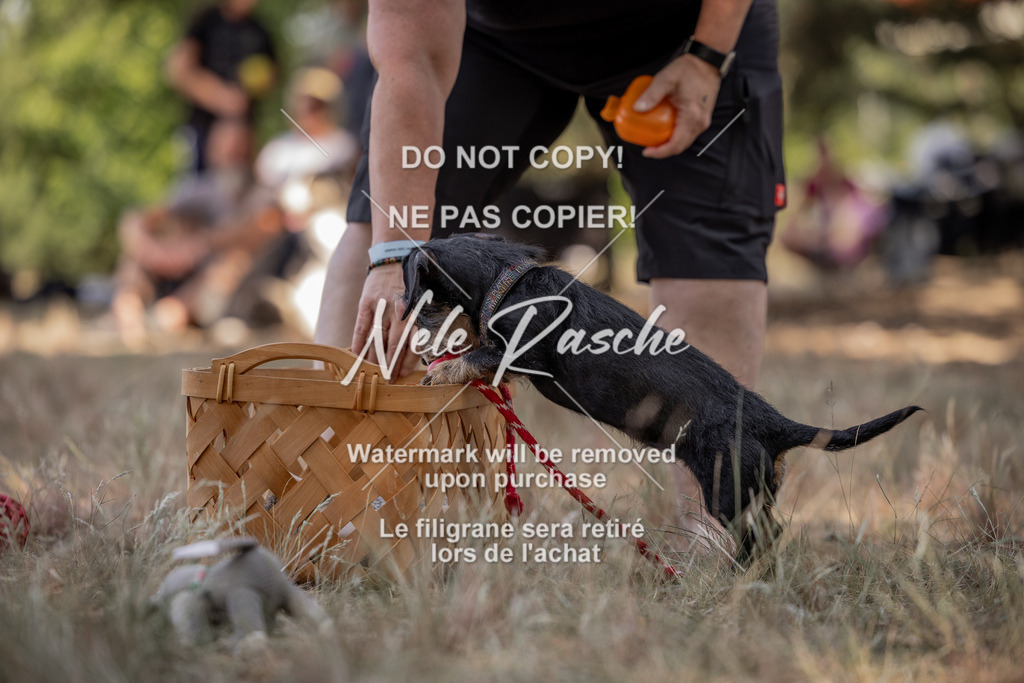 nelerasche_soDD2_18 | nelerasche