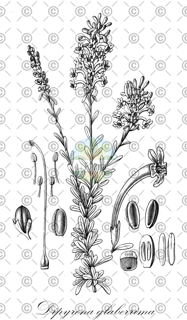 HistAbb_wfo-0000651503_1_ENZY_Simple | Historische Abbildung von Dipyrena glaberrima - Verbenaceae | Historical Illustration of Dipyrena glaberrima - Verbenaceae