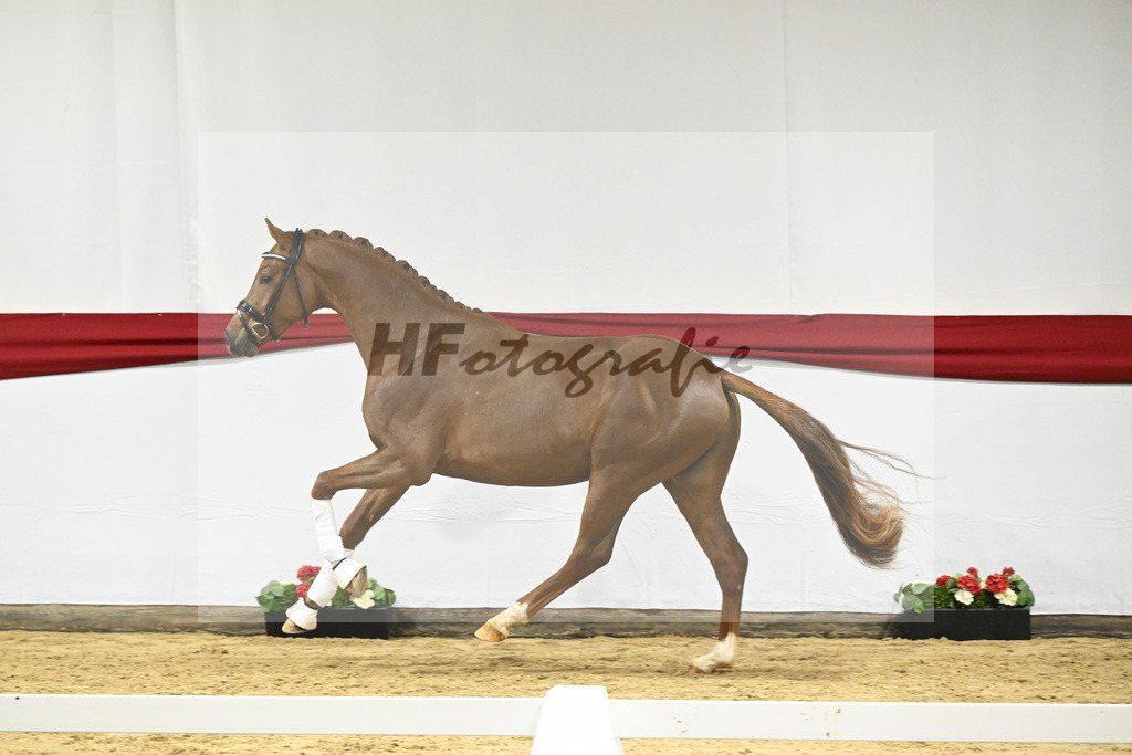 Kat-Nr. 8 v. Viva Gold_Limbecker_63220269 | hf-fotografie - Realizzato con Pictrs.com