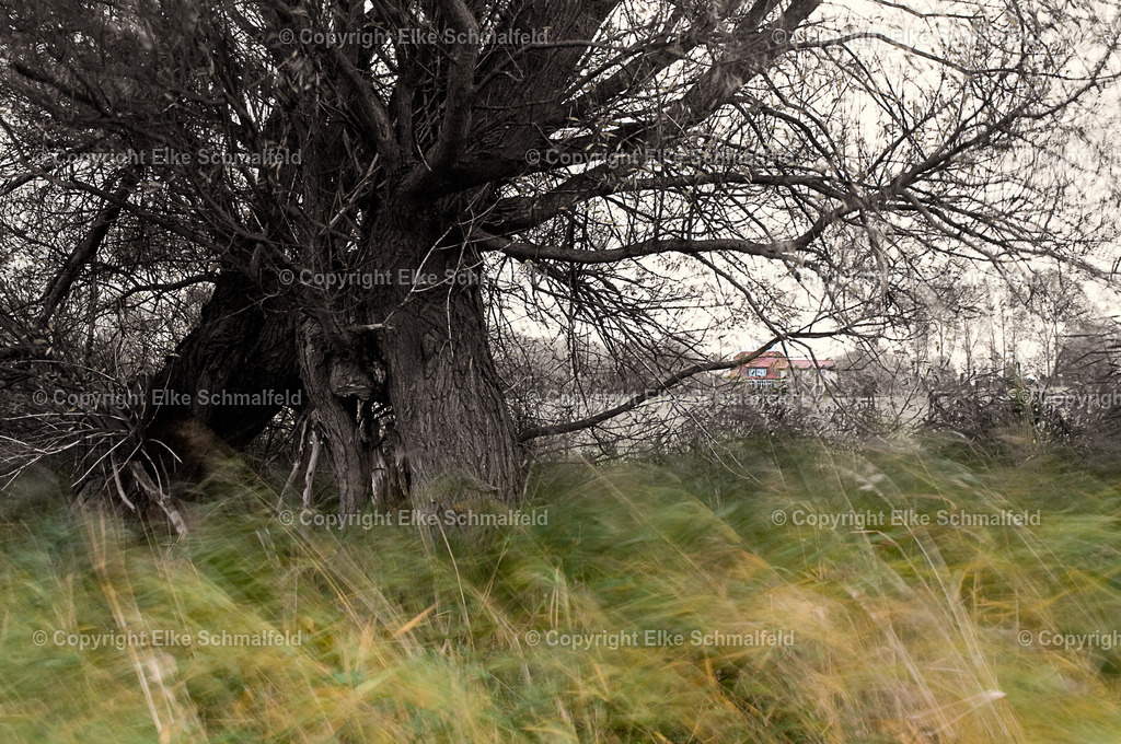 Wind_in_the_Willows | 50 x 70 cm Alu-Dibond Hochglanz - Realisiert mit Pictrs.com