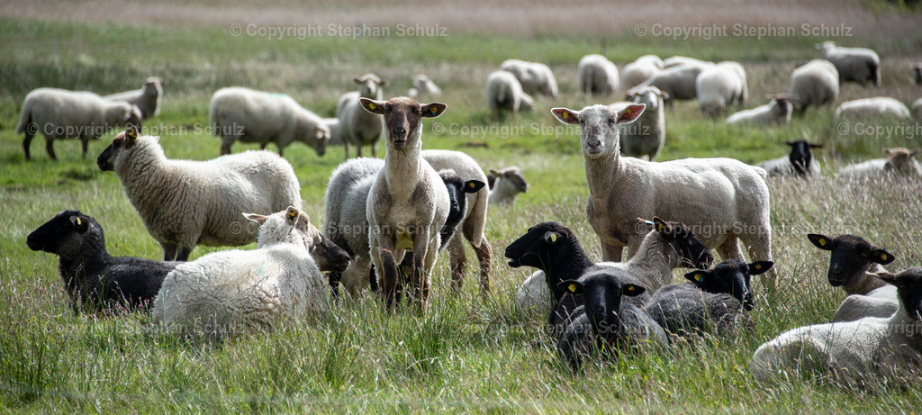 Schafe auf Hiddensee | Schafe stehen auf einer Wiese nahe des Fischerortes Neuendorf.  - Realisiert mit Pictrs.com