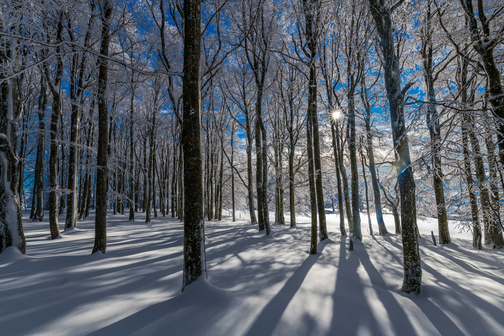 Winterwald | Winterwald auf dem Kandel - Realisiert mit Pictrs.com