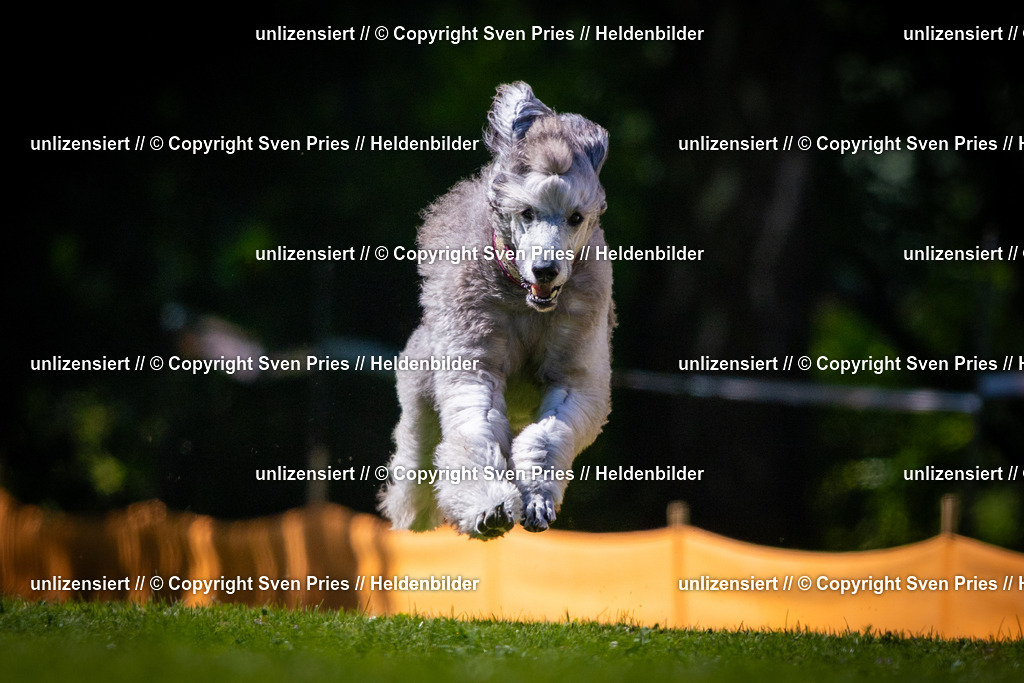 Sven Pries | 2025-08-10 - Hunderennen Durlach - Realisiert mit Pictrs.com